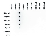 H3K9me2 | Histone H3 dimethylated lysine 9 in the group Antibodies Plant/Algal / DNA/RNA/Cell Cycle / Plant Epigenetics/DNA methylation at Agrisera AB (Antibodies for research) (AS16 3194)
